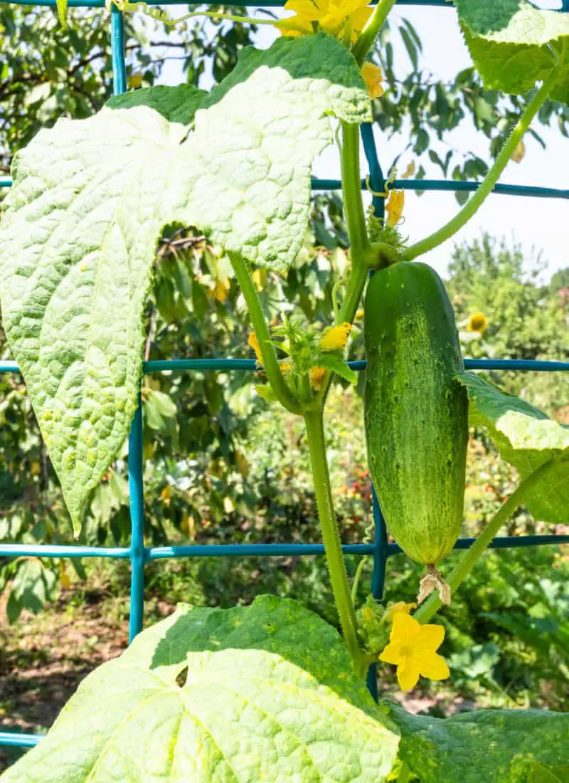 Do Cucumbers Need a Trellis to Grow Better and Plentiful?