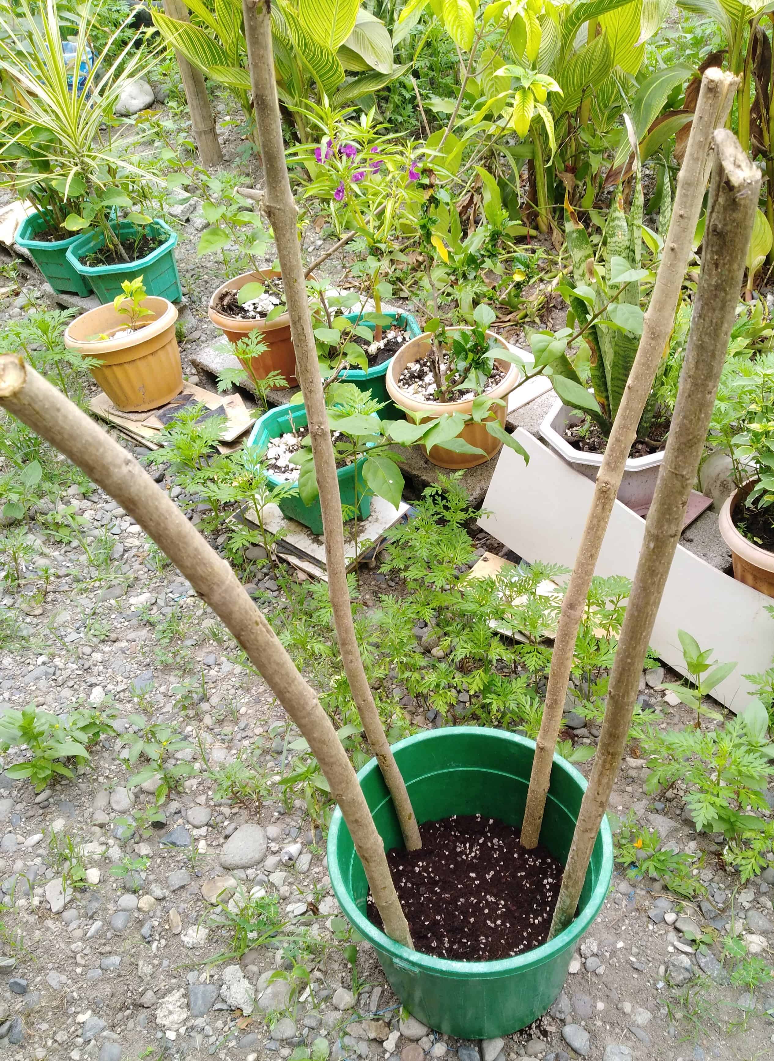 4 sturdy bamboo stakes placed in each side of the green bucket with soil to form a square