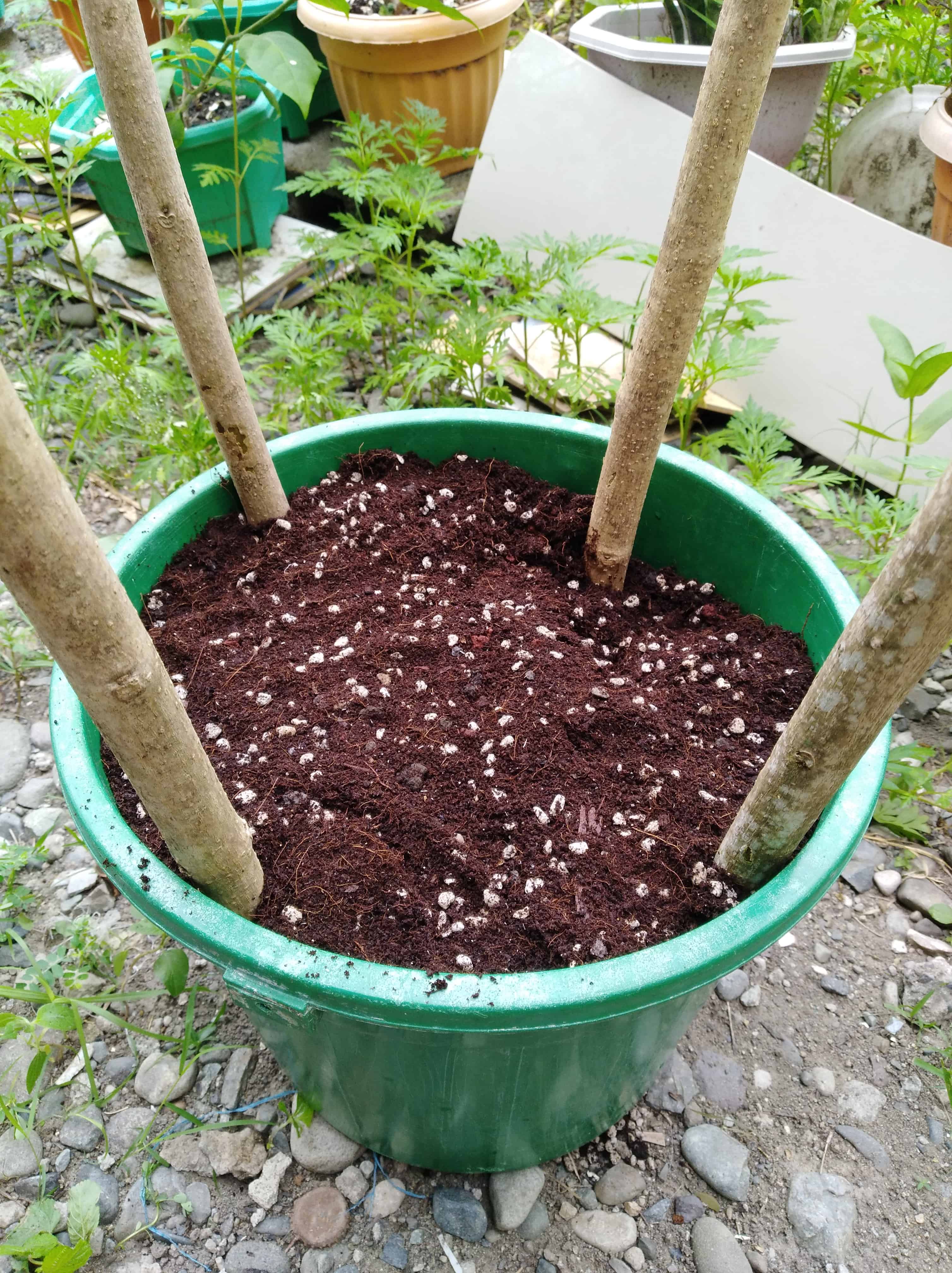 A green bucket filled with cactus & succulent potting mix and 4 bamboo stakes at each side