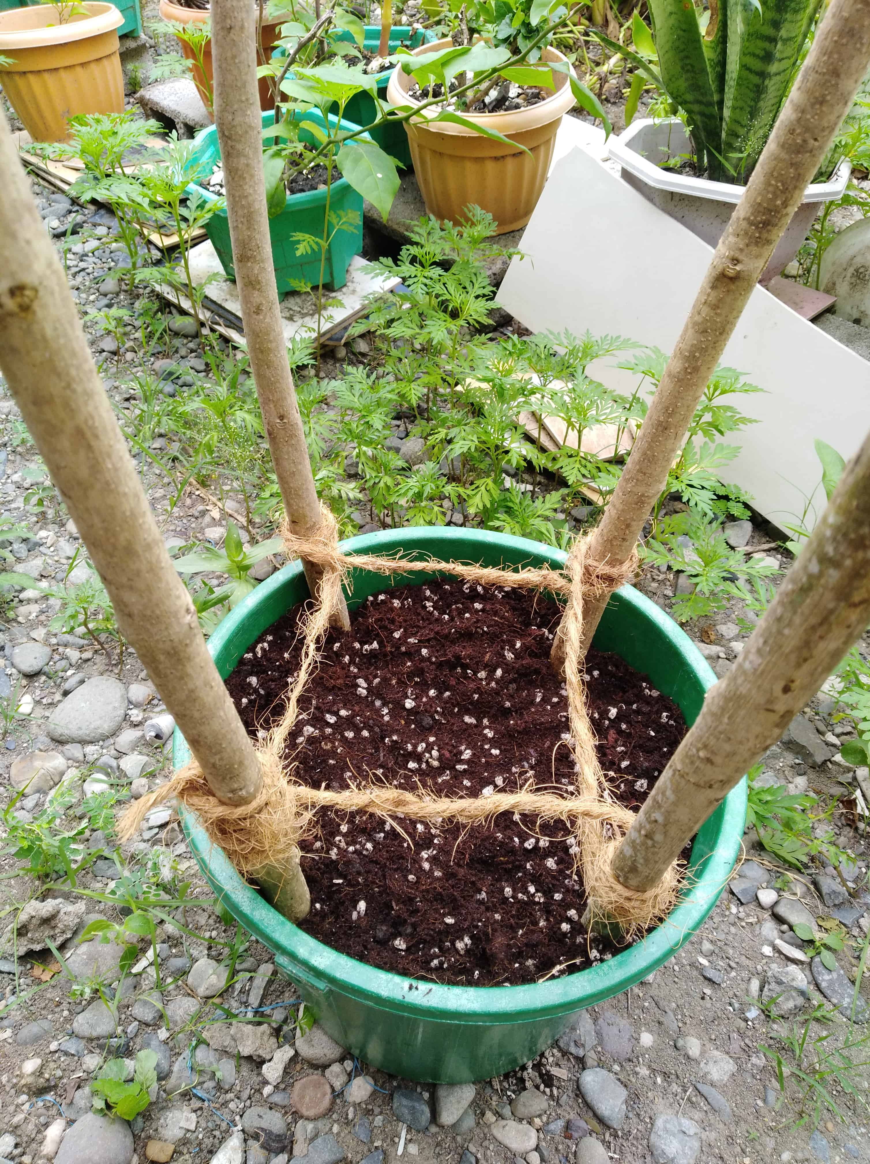 A jute rope tied on 4 bamboo stakes, creating a connected square shape in a green bucket filled with cactus & succulent potting mix