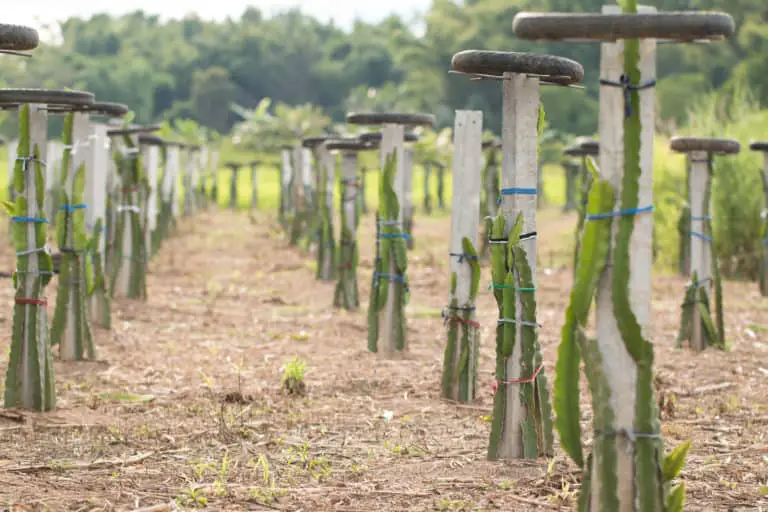 How to Make a Durable Trellis to Support Your Dragon Fruit Plants ...