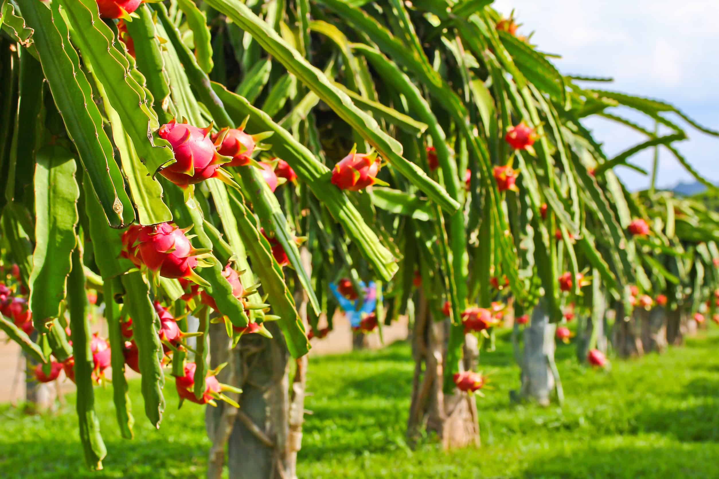 Passion Fruit Trellis Height