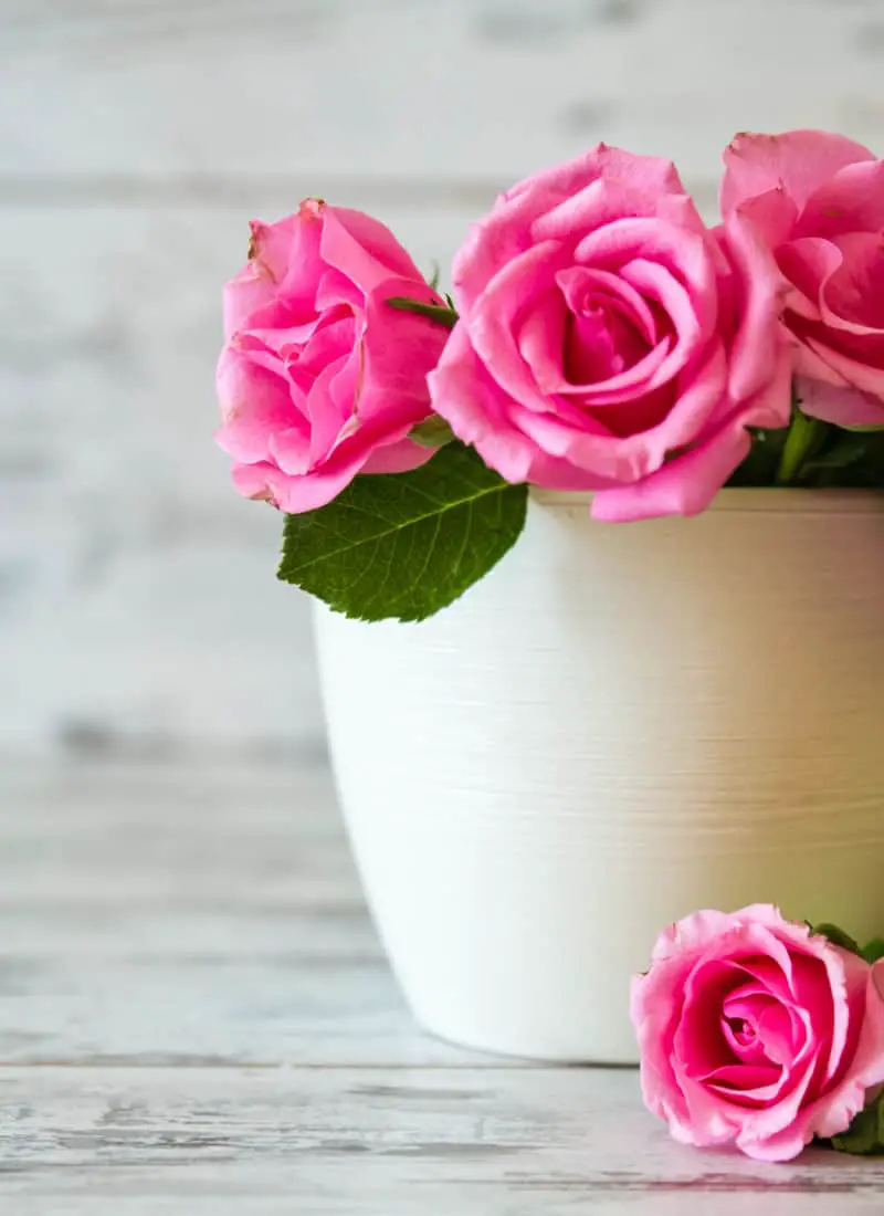 Everything You Need to Know About How to Take Care of Indoor Roses