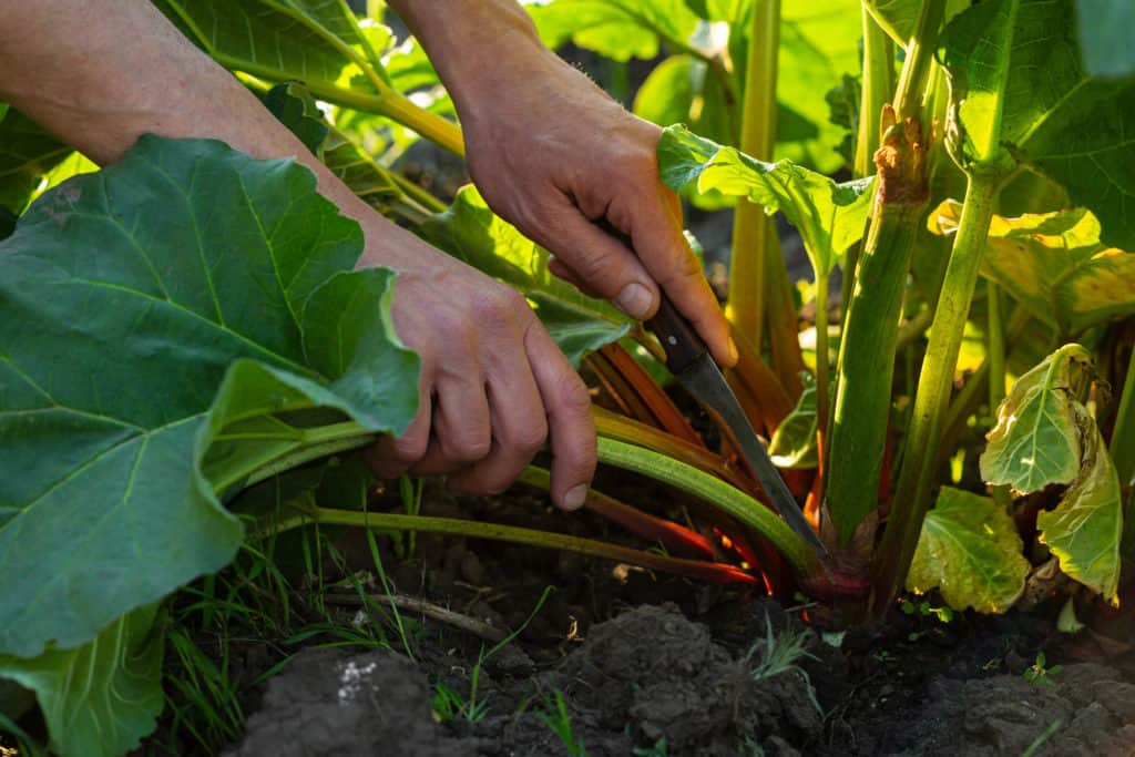 Trimming an overcrowded rhubarb plant with a knife.