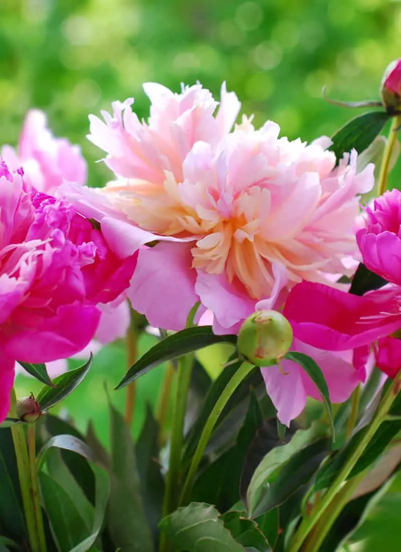 How to Grow The Best Peonies in Northern California