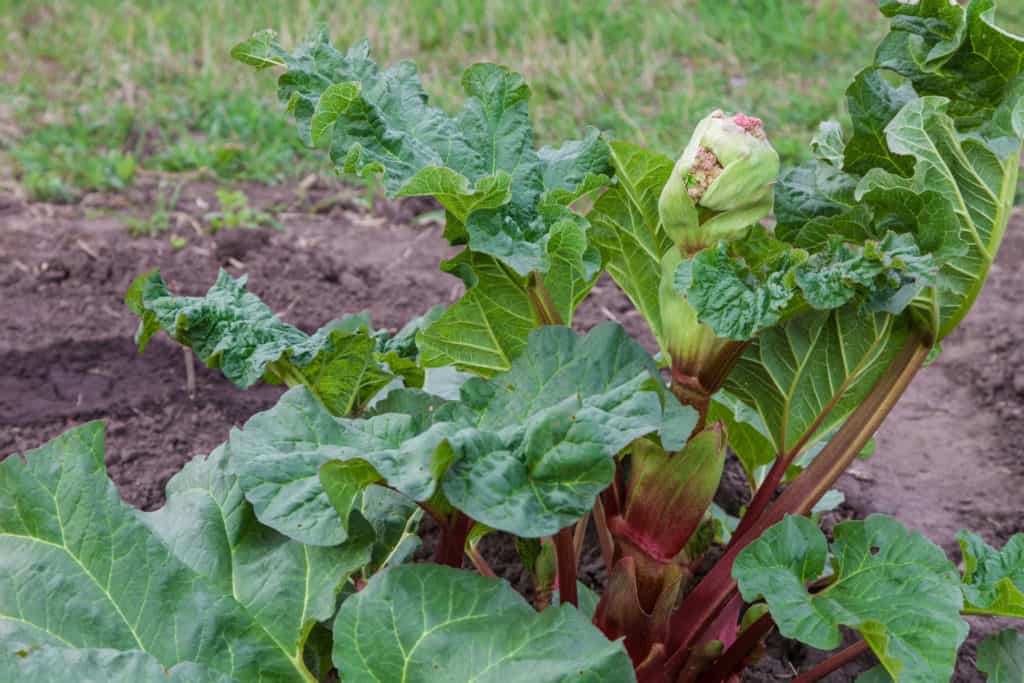 A flower stalk growing out of a rhubarb plant.