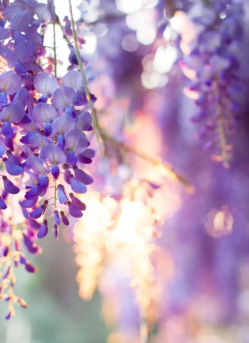Wisteria Trees Are Trained Vines + How to Take Care of Yours