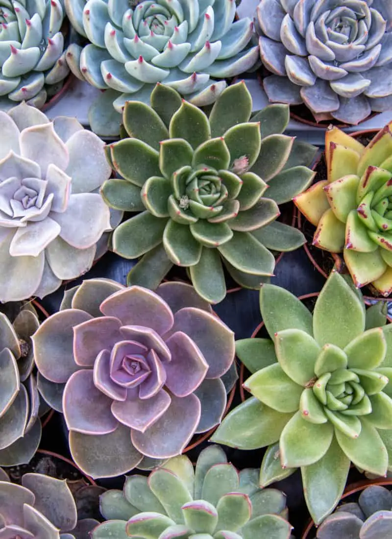 How to Best Take Care of Echeveria Succulent Indoors