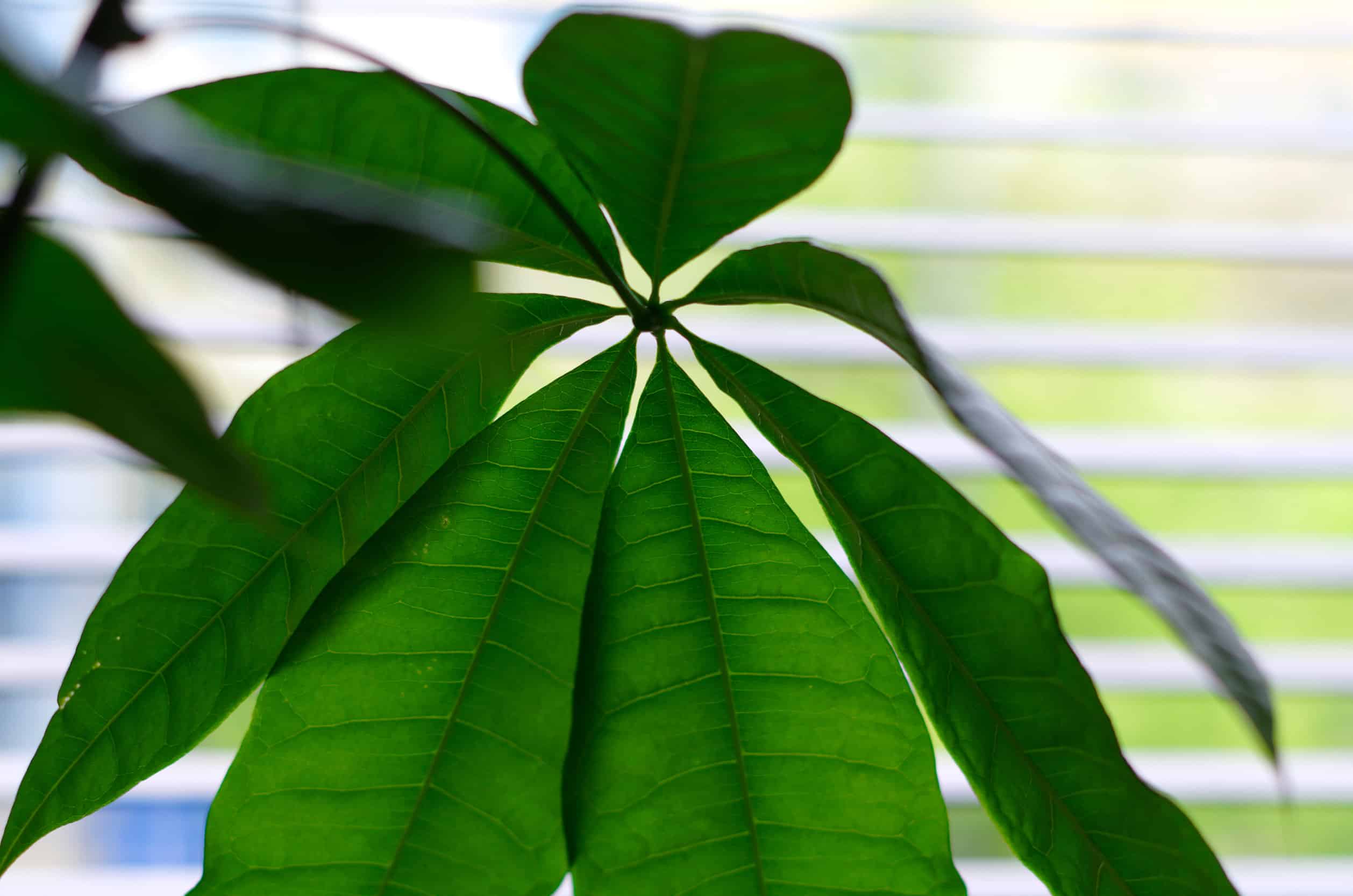 can-you-save-a-money-tree-with-broken-stems-easily-plant-house-aesthetic