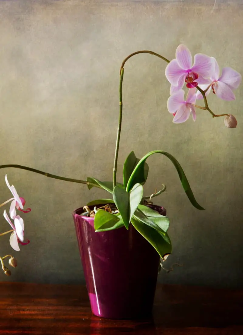Here’s What You Need to Know About Double-Spike Orchids