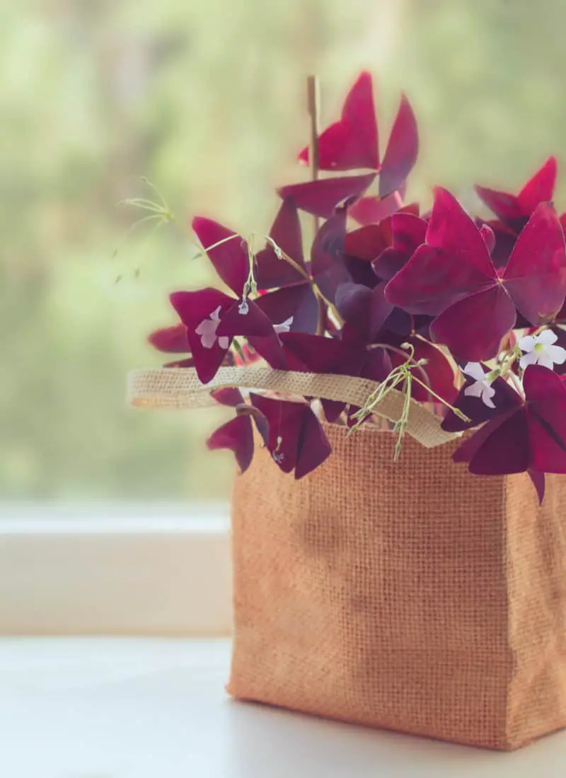 5 Reasons Why Your Beautiful Oxalis Triangularis is Drooping