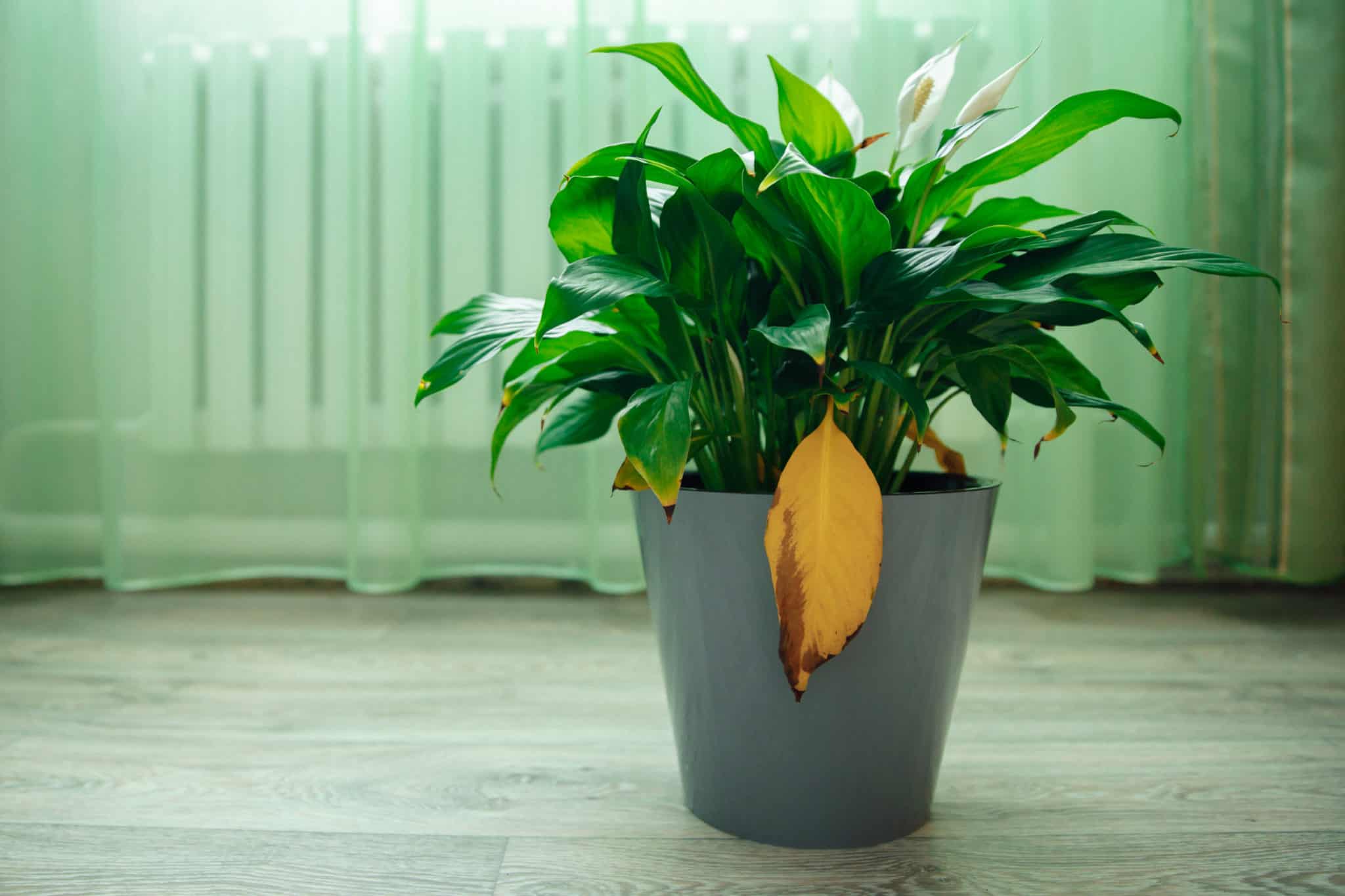 Peace Lily Root Rot - How to Treat & Prevent it - Plant House Aesthetic