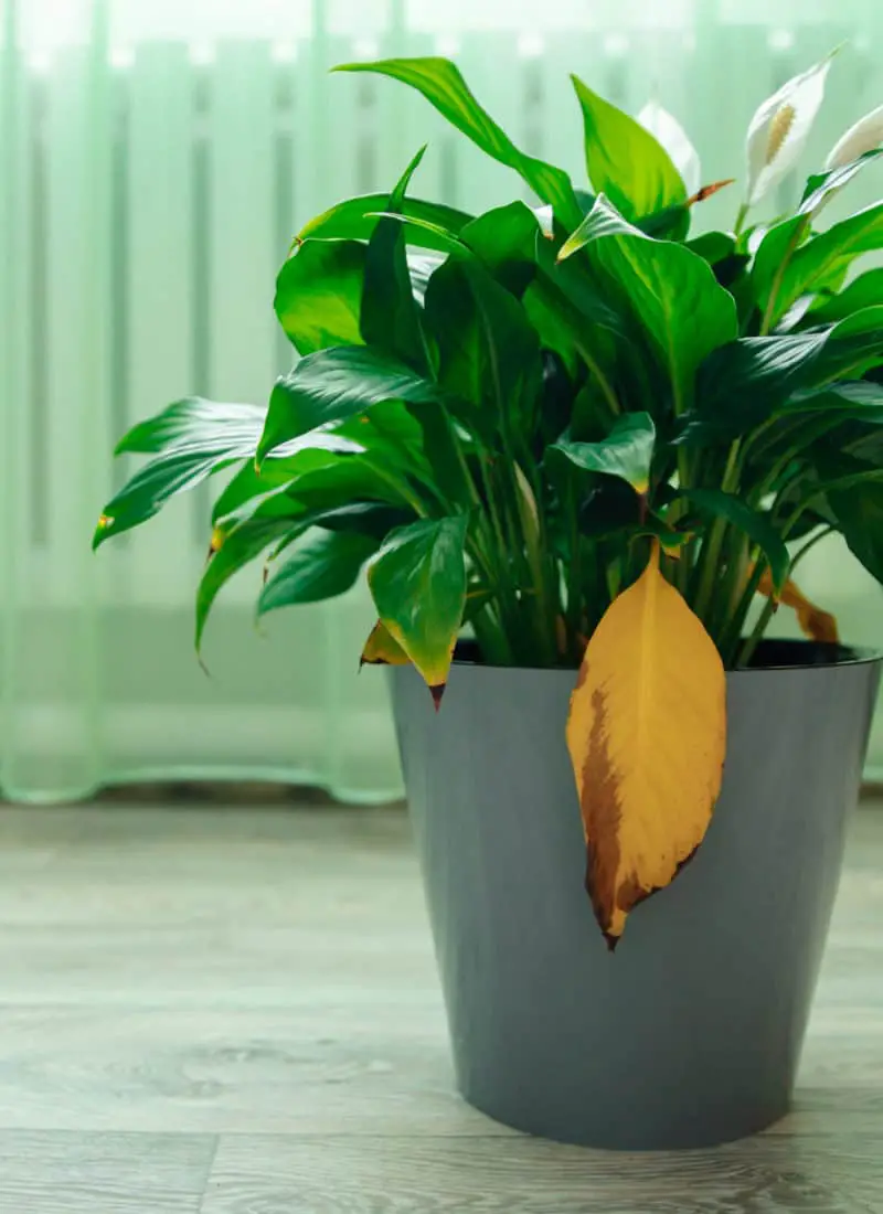 Peace Lily Root Rot – How to Treat & Prevent it