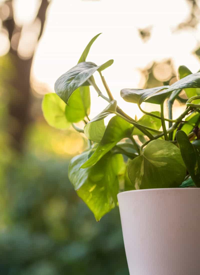 Can I Save My Beautiful Pothos From Root Rot?