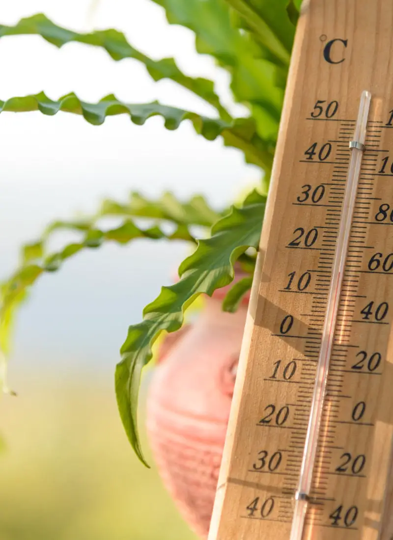 Will 36 Degrees Fahrenheit Hurt Your Plant?