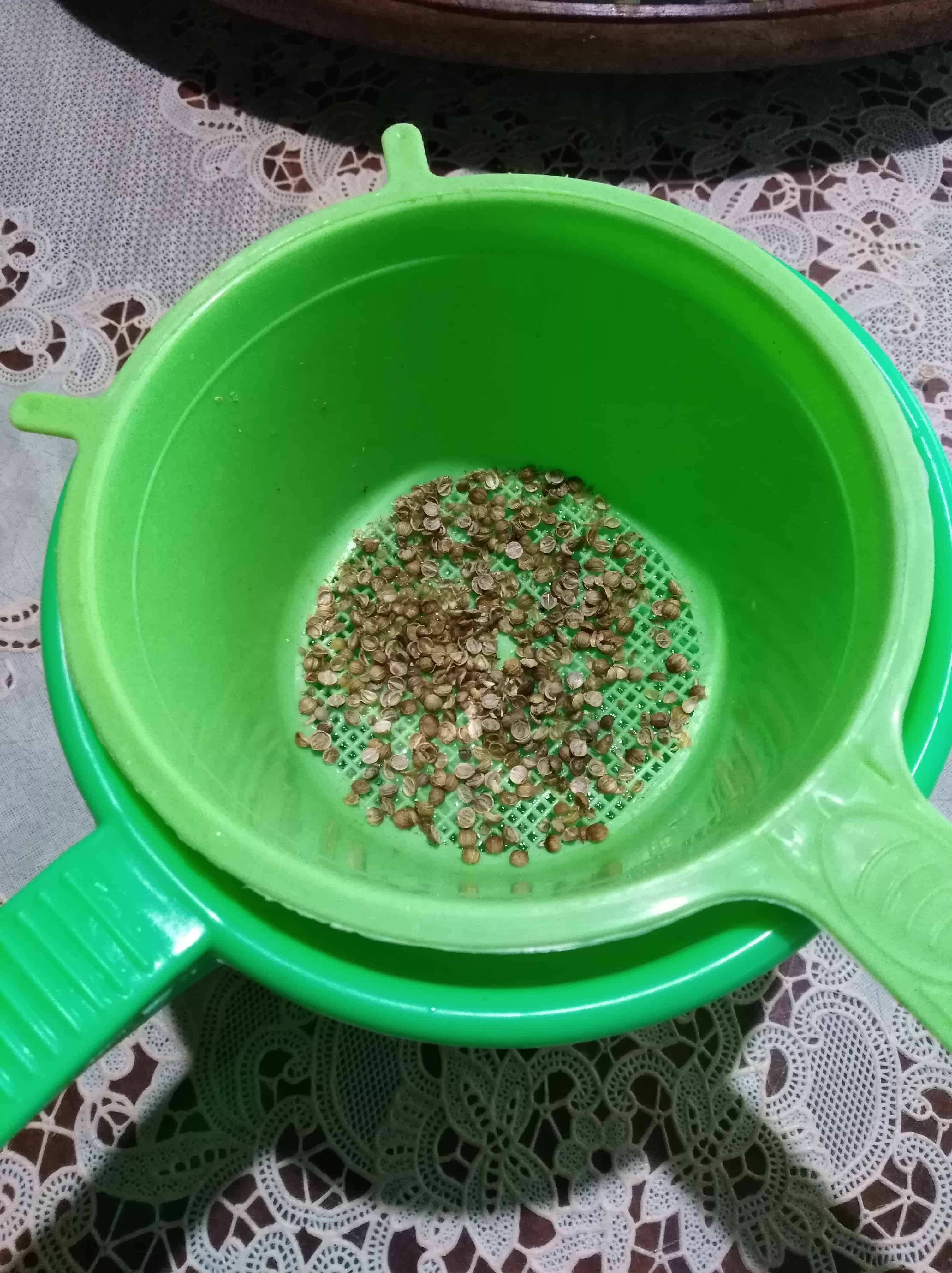 Coriander seeds sprinkled at the bottom of a green colander