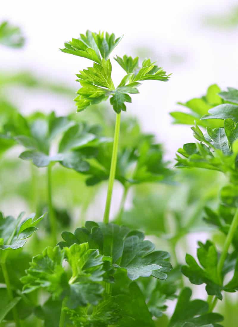 How to Easily Grow Cilantro in Water In 30 Days