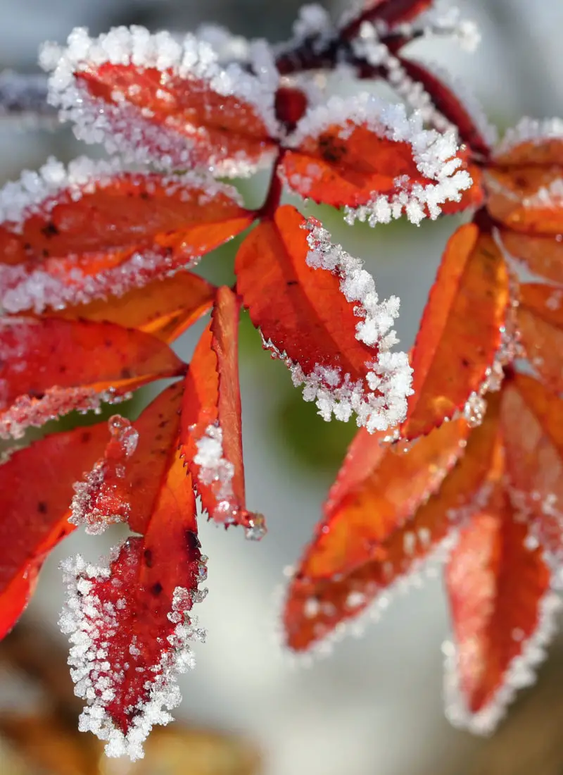 Can You Really Wash Frost Off Plants? – With Alternatives