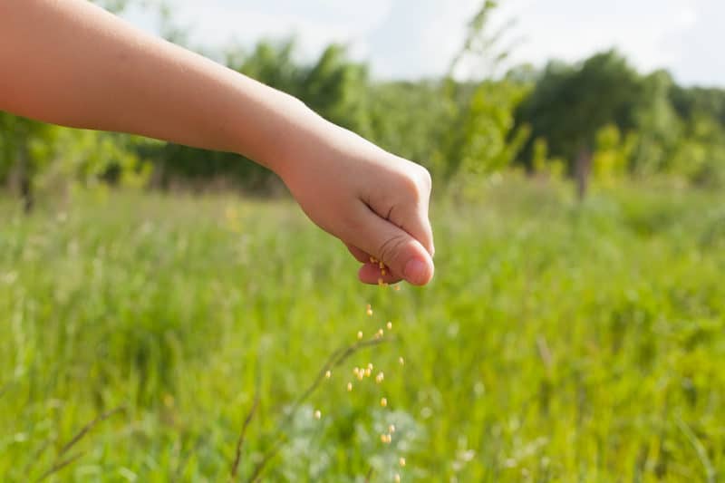 25 Seeds You Can Easily Throw & Grow on the Ground Plant House Aesthetic