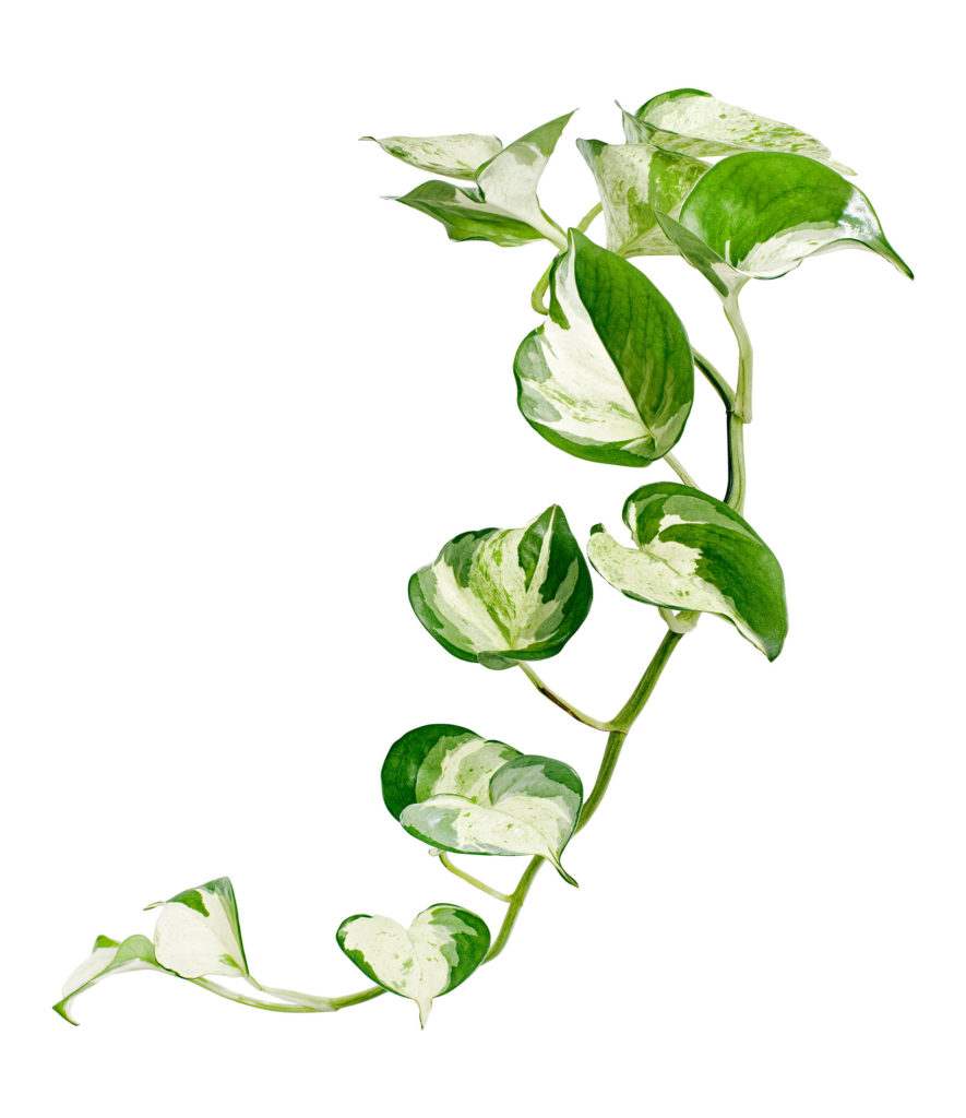 A vine of Manjula Pothos with green and yellow markings on its variegated white leaves.