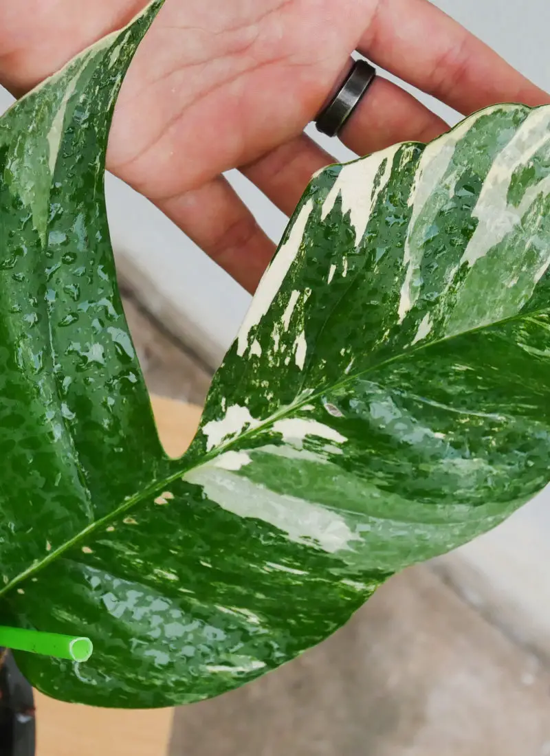 Dragon Tail Plant Care – Rhaphidophora Decursiva & Epipremnum Pinnatum