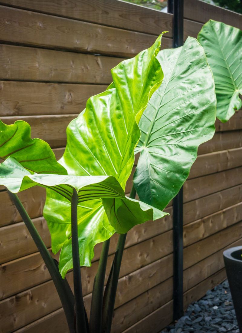 Alocasia Vs Giant Philodendron: How to Tell Them Apart