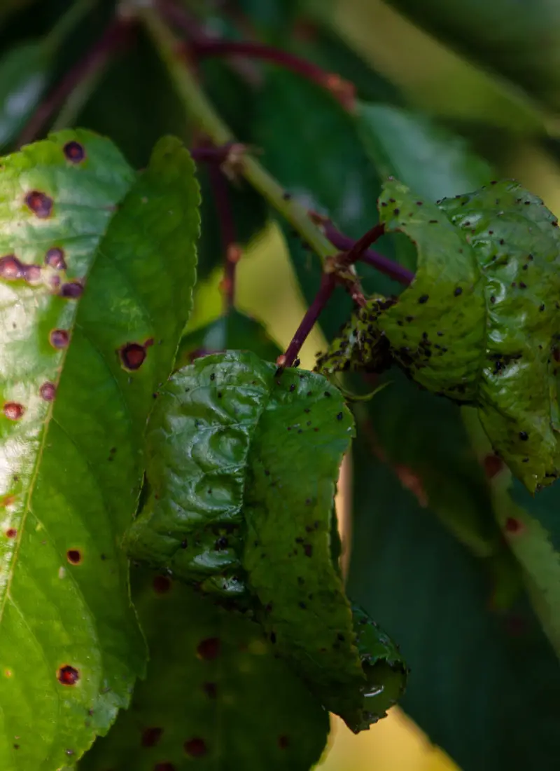 Should I Cut Off Leaves with Brown Spots? Here What’s You Need To Know