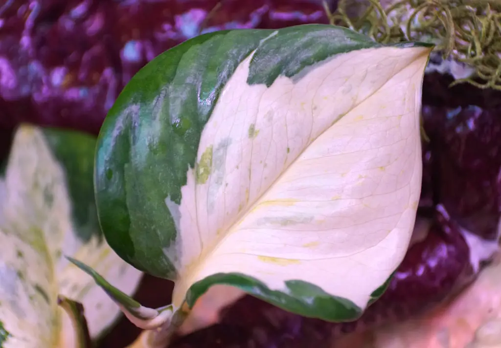 A Harlequin Pothos with highly variegated white leaves.
