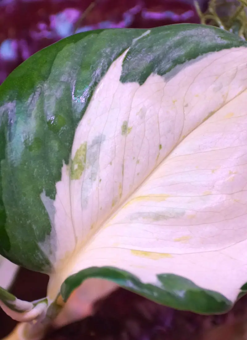 Are Harlequin Pothos Real? The Truth About This Unbelievably Rare Houseplant
