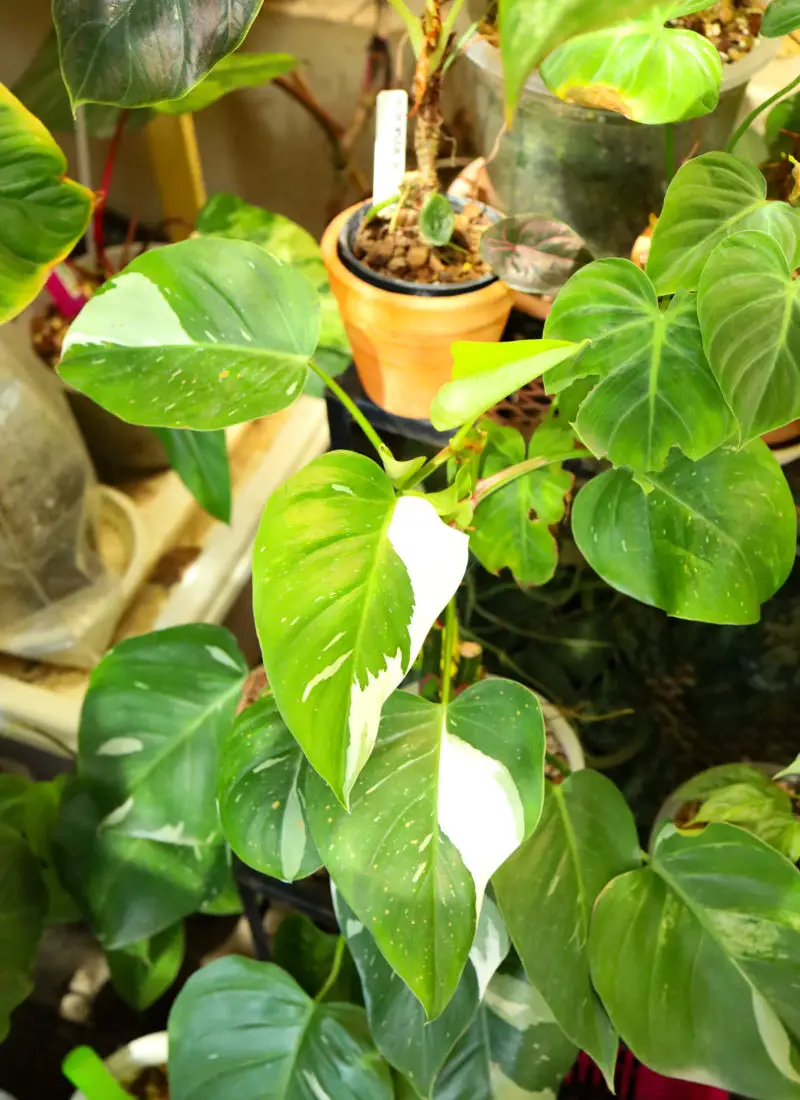 What A Philodendron White Princess Is & How To Care Of It