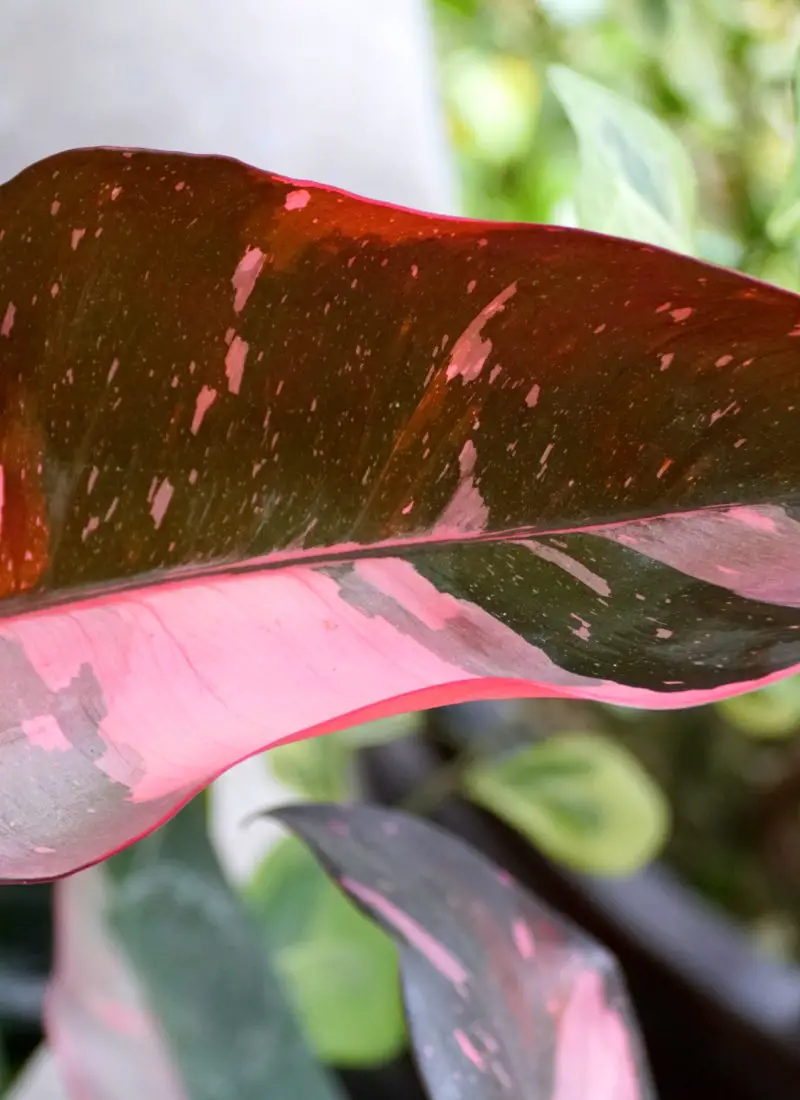 Why Do Pink Princess Philodendrons Revert – The Truth You Need to Know