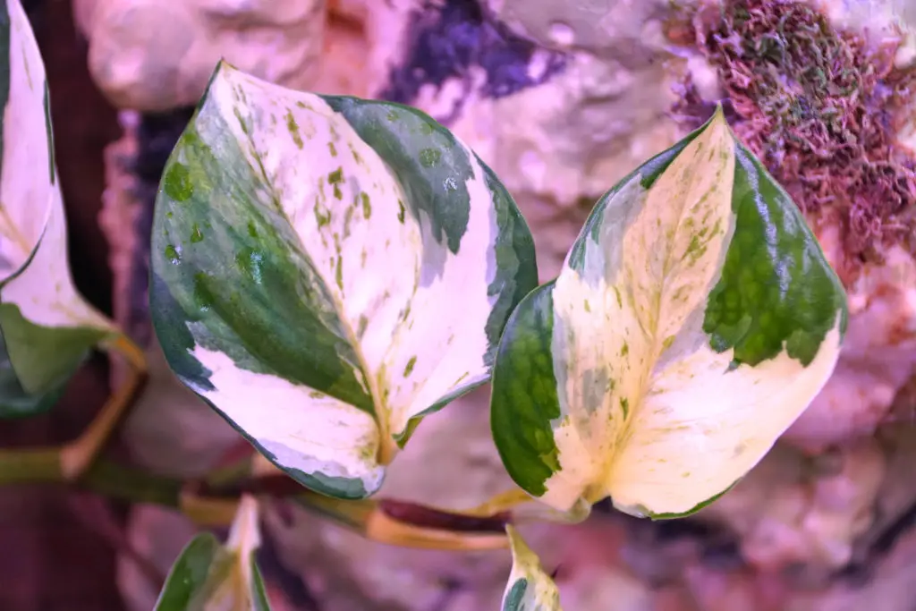 A Manjula Pothos with green and yellow markings on its highly variegated white leaves.