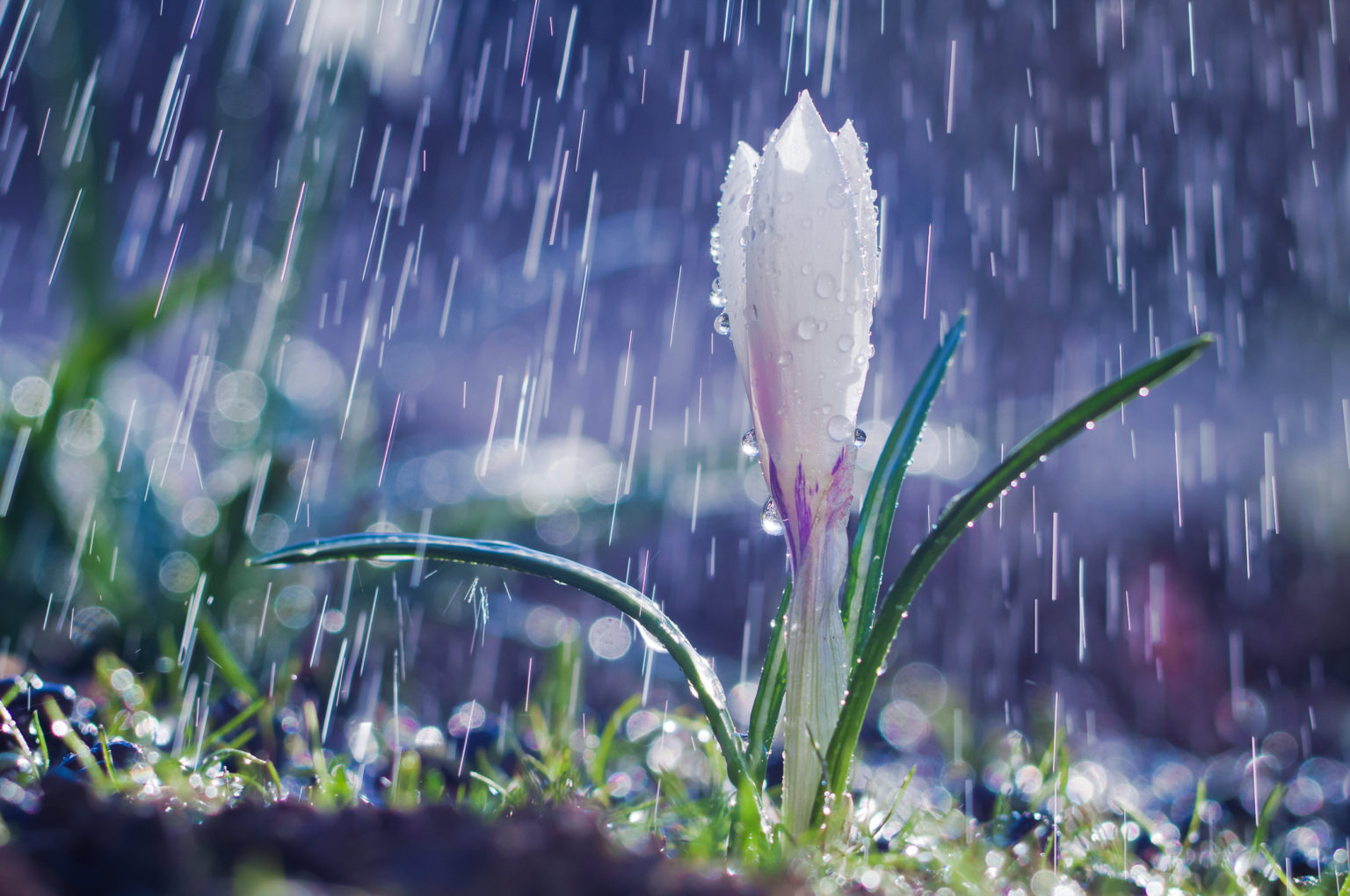 Is Rain Better Than Tap Water For Plants? - Plant House Aesthetic