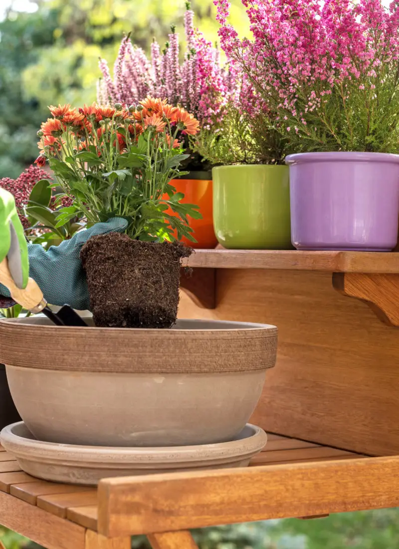 Do You Really Need Saucers For Outdoor Plants?