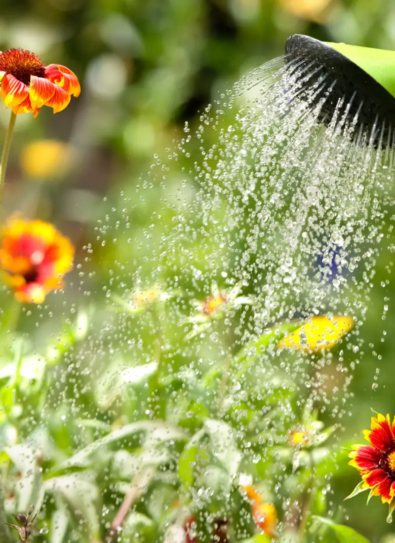 4 Situations in Which You Should Not Water Your Plants
