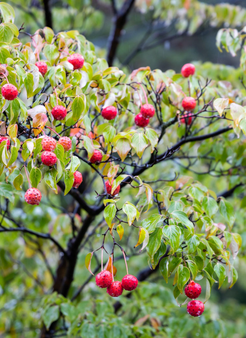 The Best 3 Dogwood Trees with Edible Berries