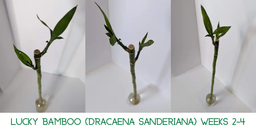 A Lucky Bamboo with heat damaged leaves after 4 weeks of being exposed to an indoor heater