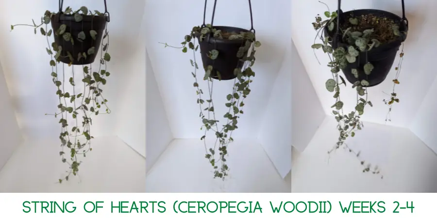 A String of Hearts with a lot of leaves and vines lost after 4 weeks of being exposed to an indoor heater