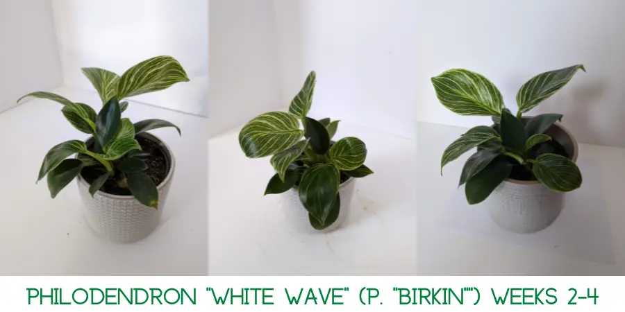 A Philodendron White Wave after 4 weeks of being exposed to an indoor heater