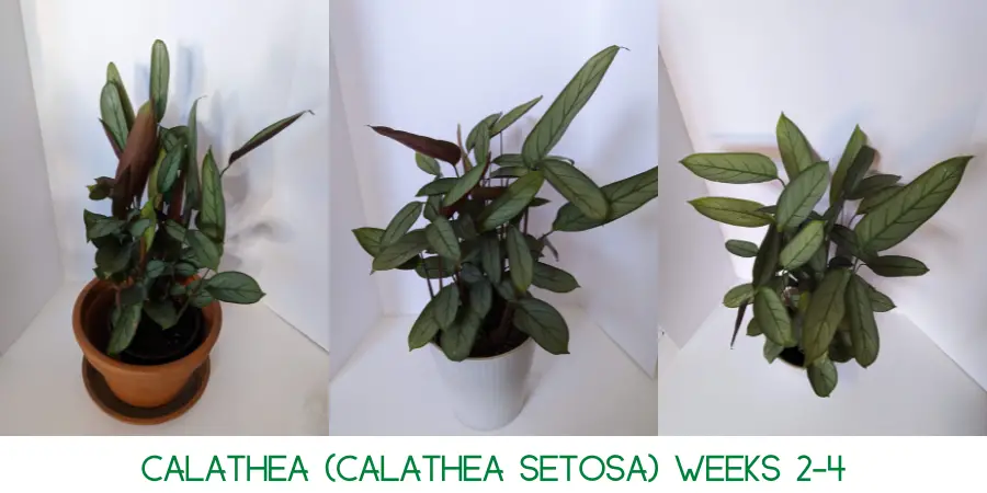 A Calathea after 4 weeks of being exposed to an indoor heater