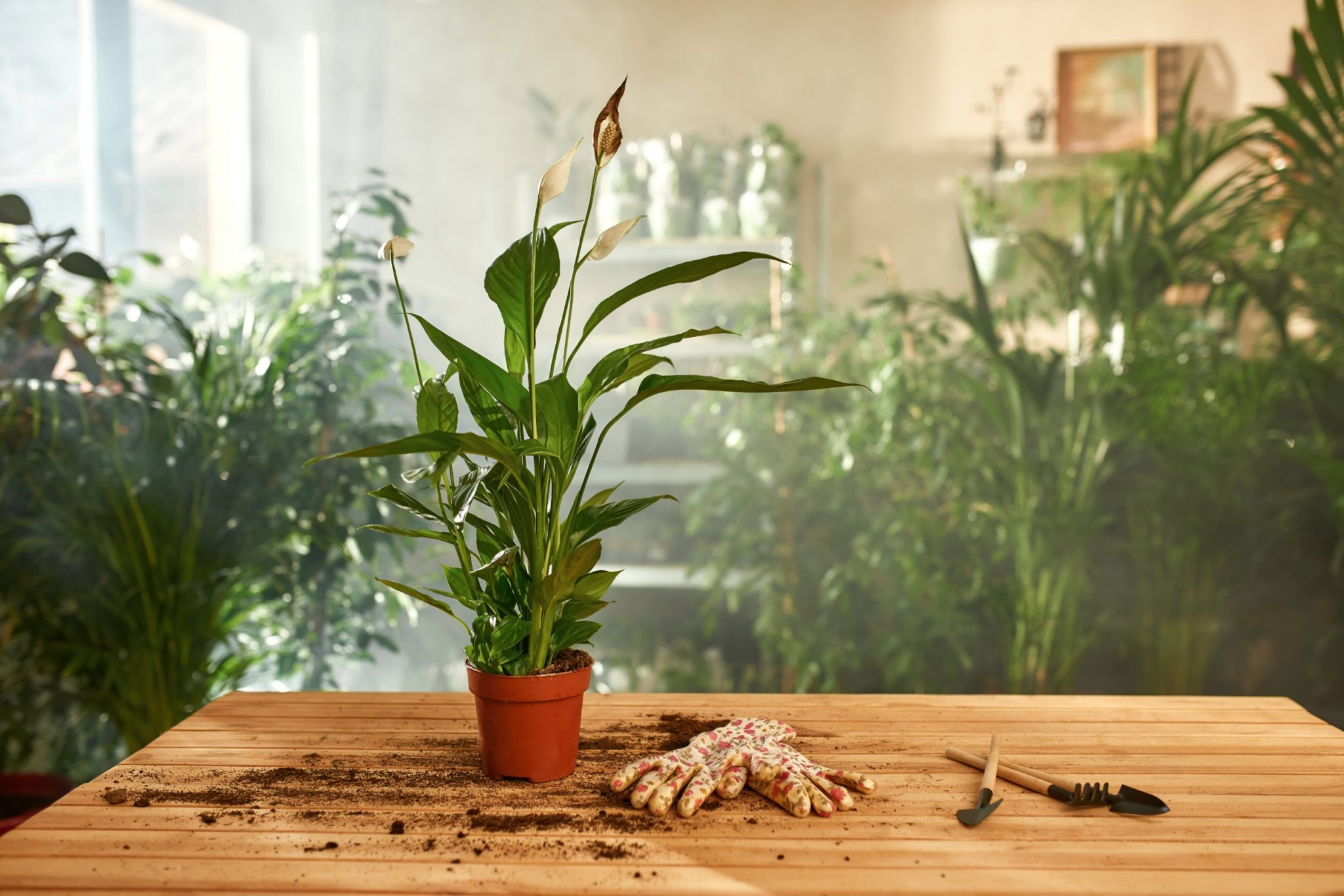 Peace Lily Flowers Turning Brown The Why How To Save It Plant   Cutting Brown Peace Lily Flowers 2048x1367 