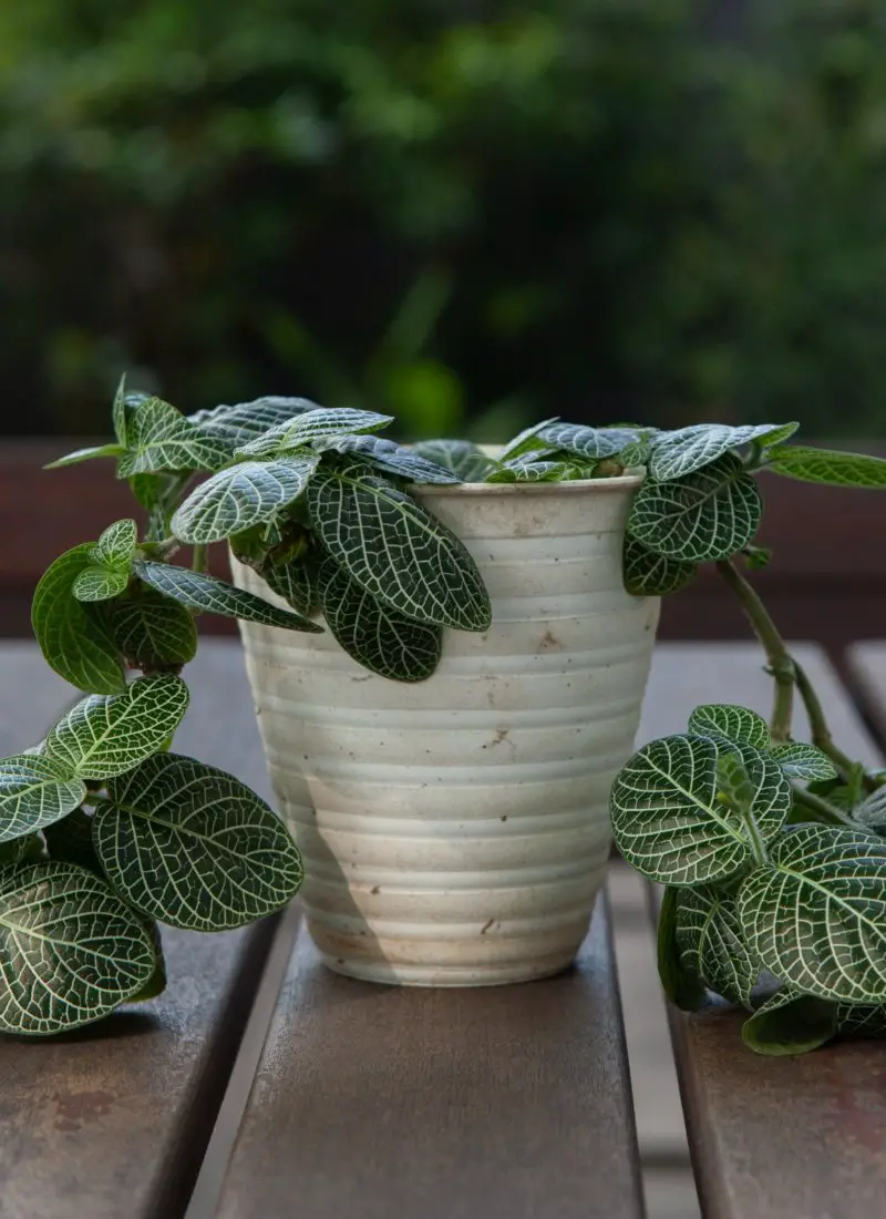 How to Save a Drooping Fittonia (Complete Guide)