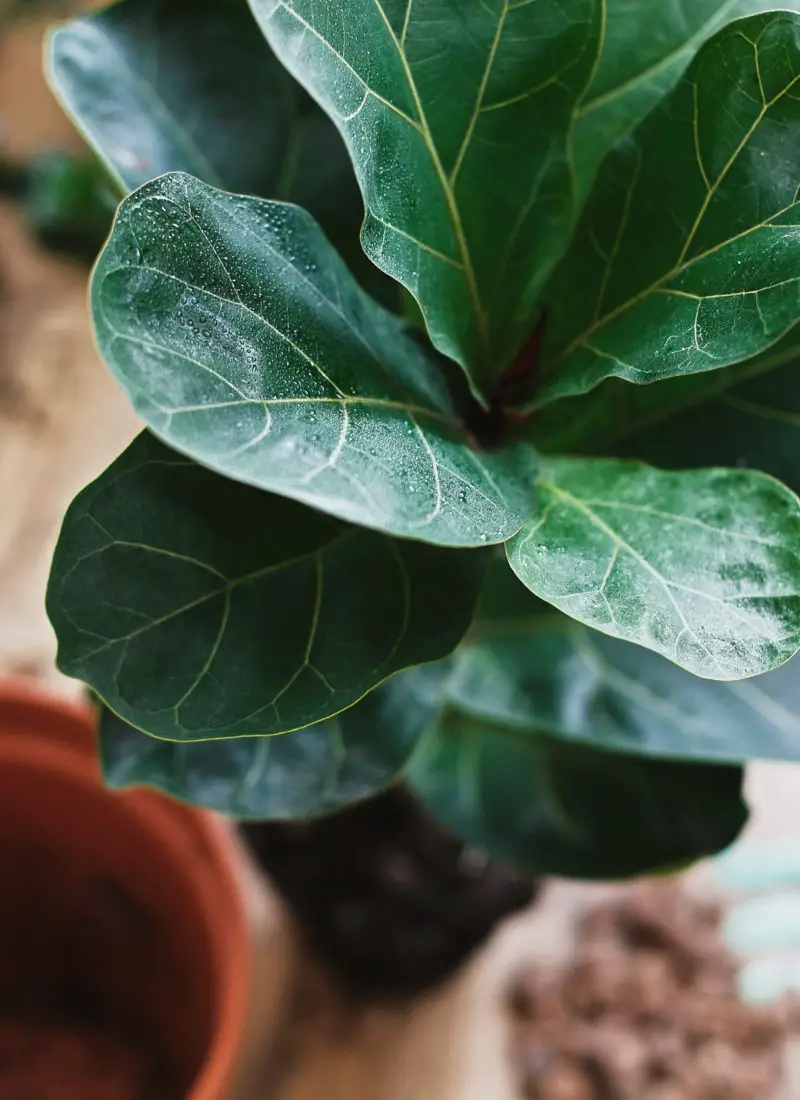 What Happens If You Cut The Top Off A Fiddle Leaf Fig? – With Helpful Tips