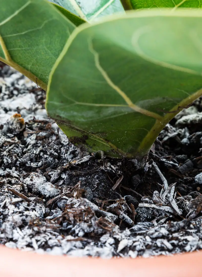 Is It Okay To Use Moldy Potting Soil? Everything You Need to Know