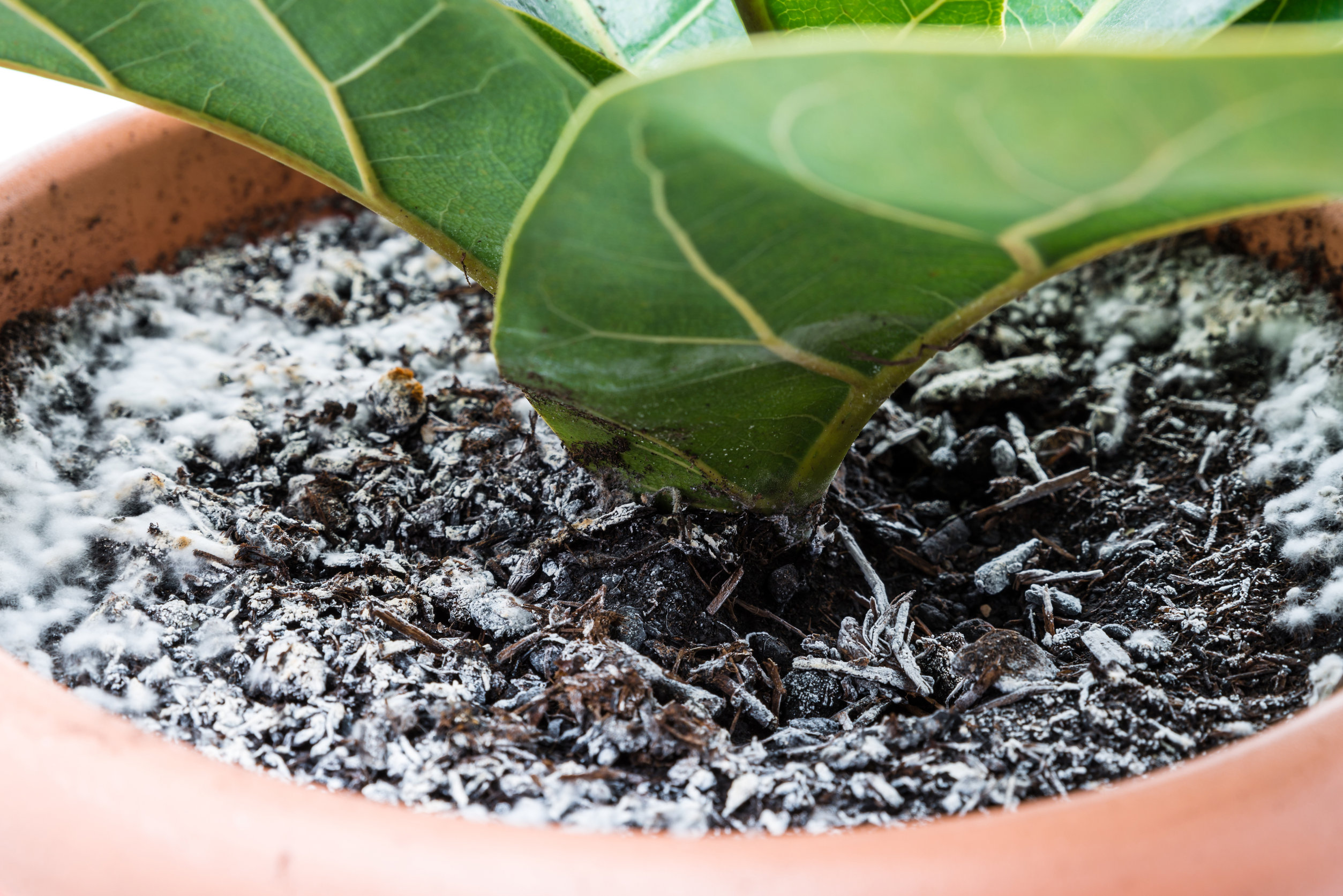 Is It Okay To Use Moldy Potting Soil? Everything You Need to Know