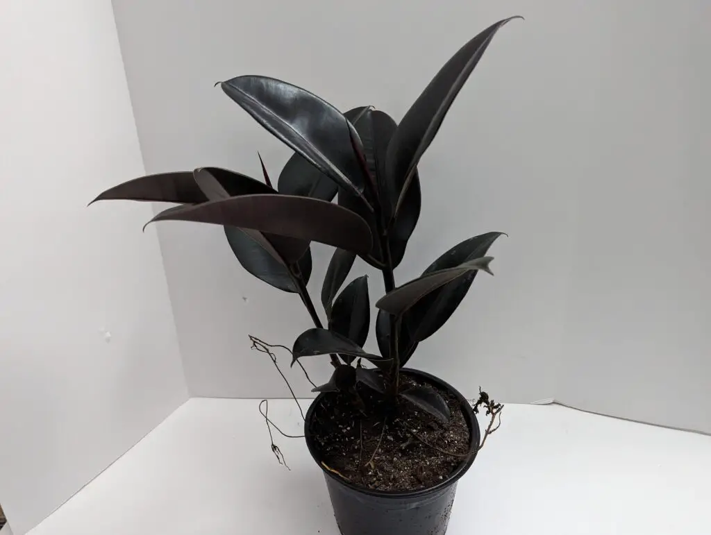 Small Rubber Tree With Aerial Roots