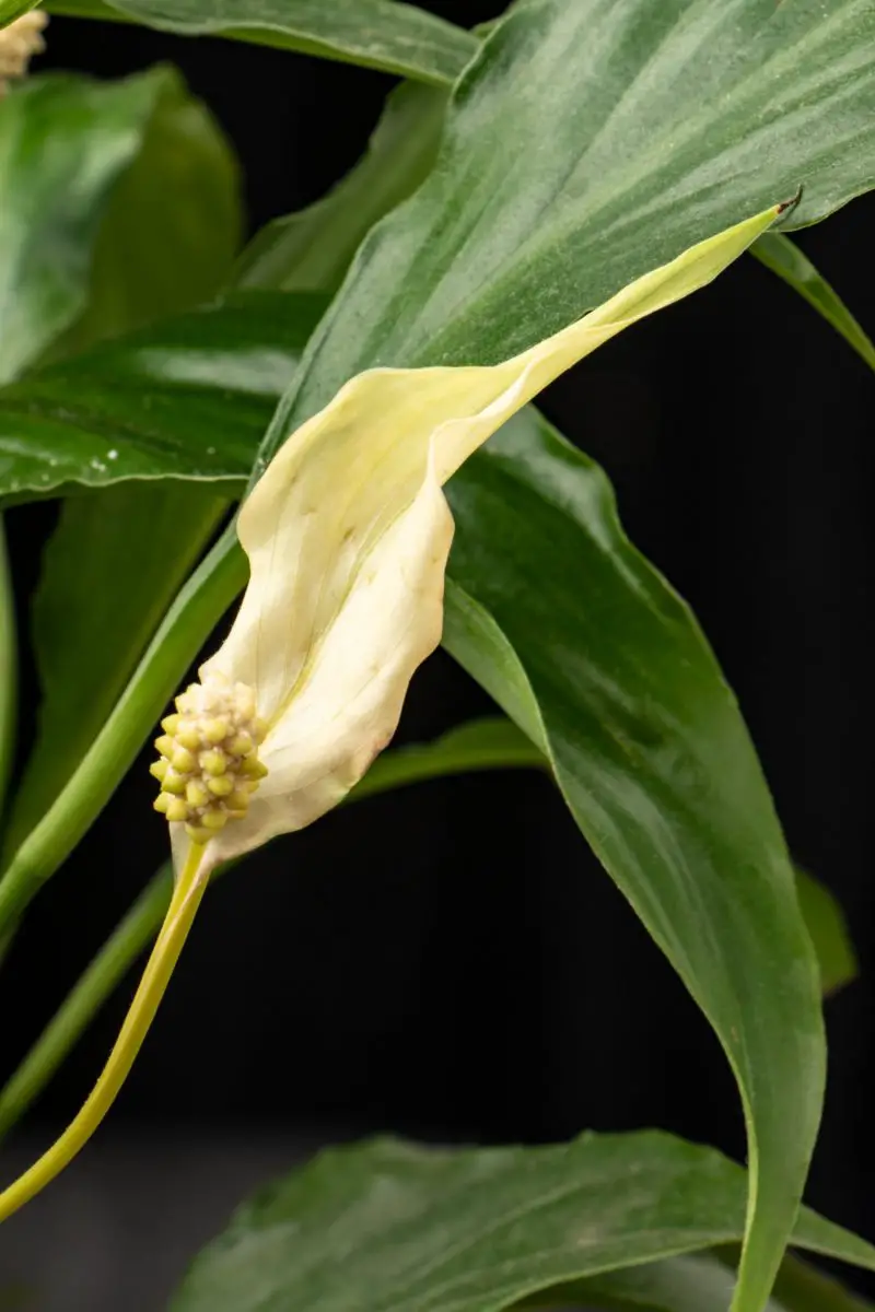 Peace Lily Flowers Turning Brown The Why How To Save It Plant   Why Peace Lilies Turn Brown 800x1200 