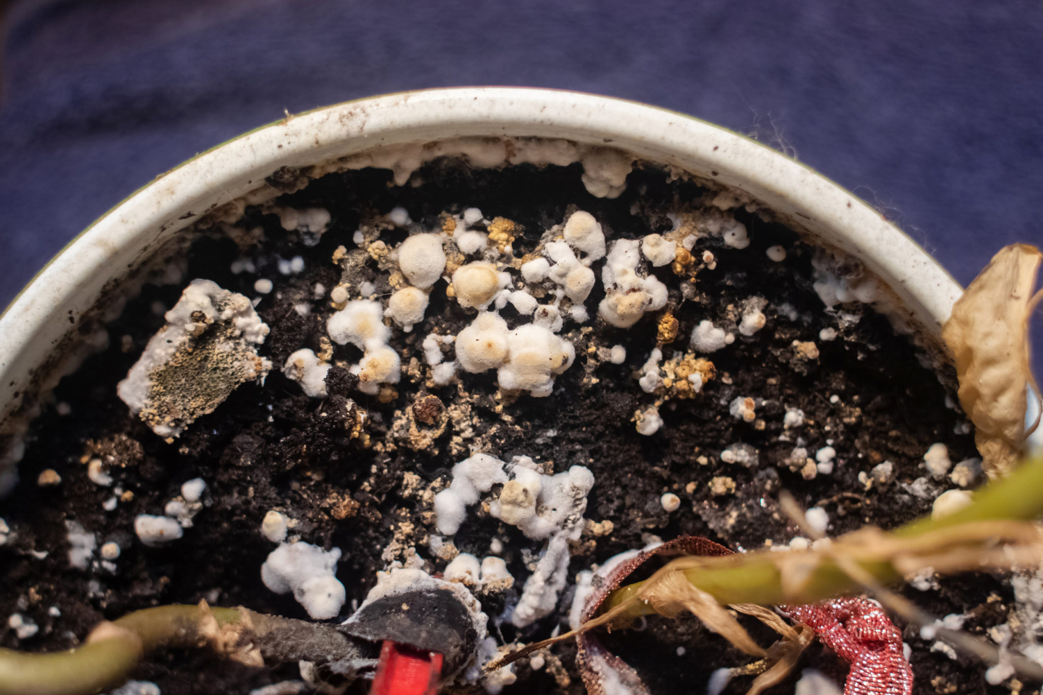 Is It Okay To Use Moldy Potting Soil? Everything You Need to Know