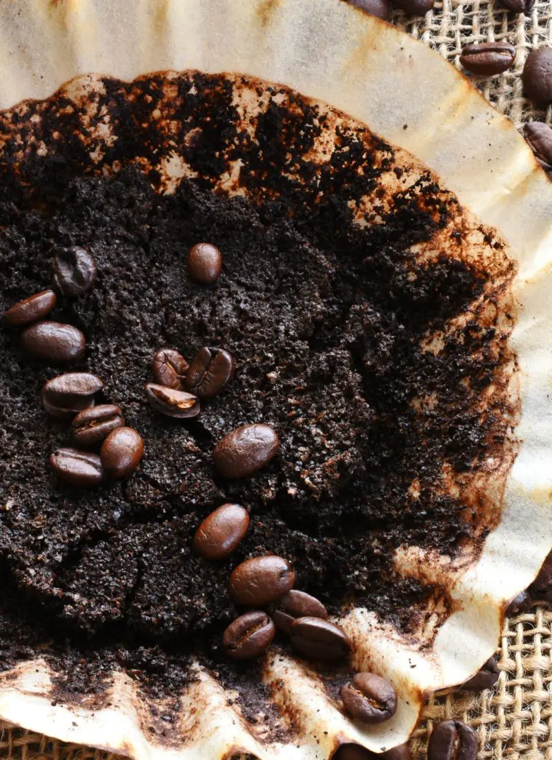 Do ZZ Plants Like Coffee Grounds? The Truth You Need to Know