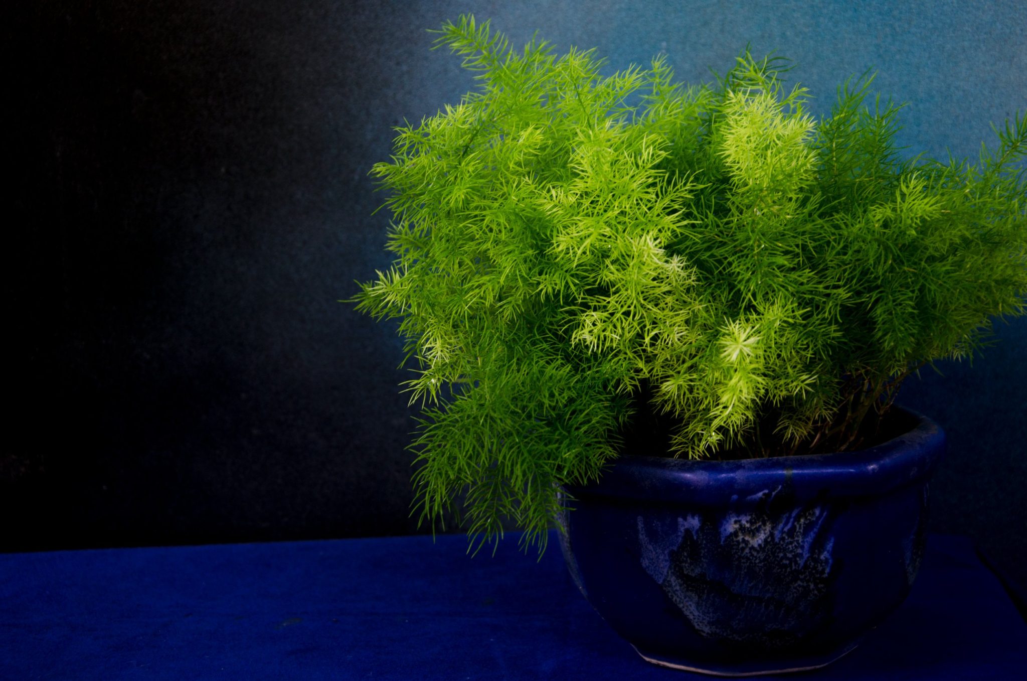 How To Care For Emerald Fern Indoors? (Step By Step Guide) - Plant ...